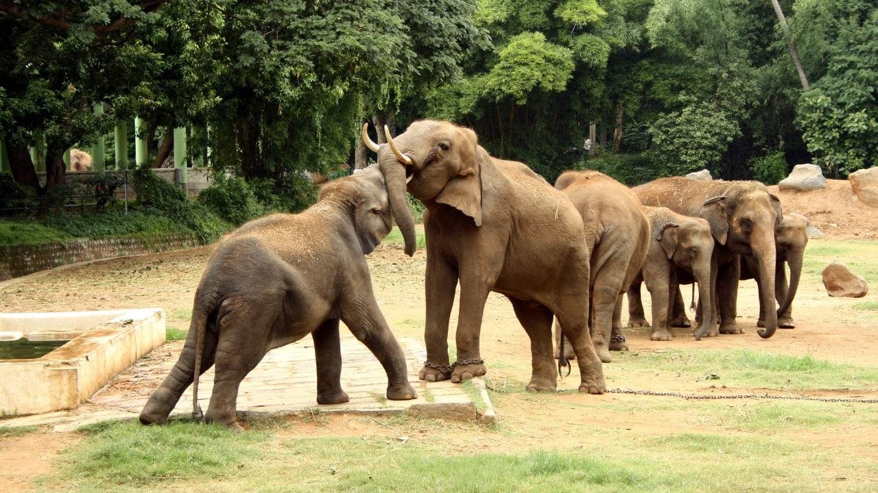 Mysuru Zoo