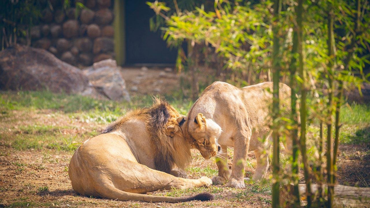 Mysuru Zoo
